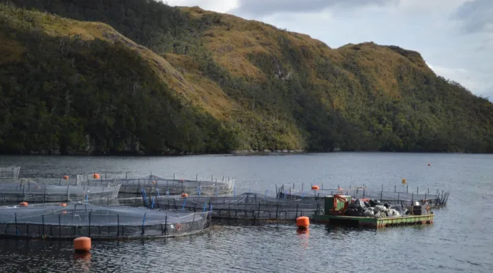 Seguimiento de Ciclos Productivos: SMA realiza la primera notificación masiva del año a 223 Centros de Engorda de Salmones
