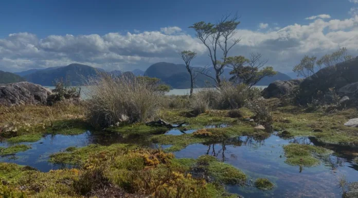 Se lanza importante libro científico sobre conservación y turismo realizado por autores chilenos y argentinos