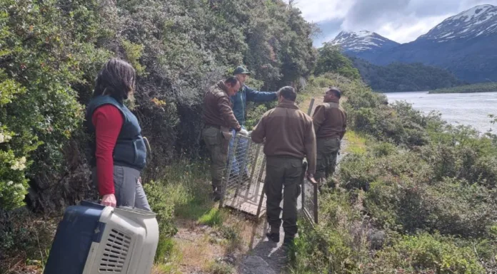 SAG trabaja en captura de puma herido en cercanías de Villa O’Higgins