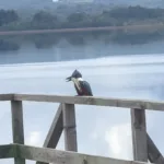 17844621387528315_canal_sur_patagonia