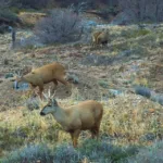 17955447461835310_canal_sur_patagonia