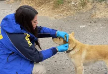 COYHAIQUE: MUJER ES DETINADA POR MALTRATO ANIMAL