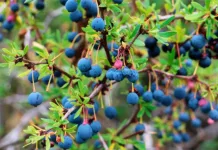 Científicos chilenos descubren beneficios que cambian completamente la forma de usar el calafate