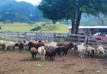 Programa municipal permite control sanitario a quinientos ovinos de productores de Aysén