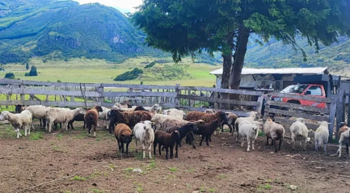 Programa municipal permite control sanitario a quinientos ovinos de productores de Aysén