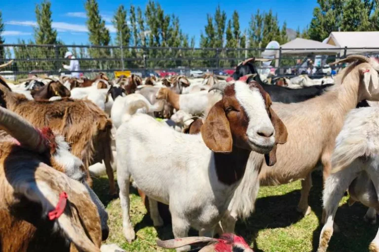Festival Chivero de Río Ibáñez culminó con lanzamiento de chorizos de cabrito como símbolo de innovación y trabajo asociativo