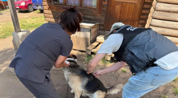 Seremi de Salud realiza operativo de zoonosis en Coyhaique por caso positivo de rabia en murciélago