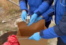 Más de 20 perros y gatos fallecidos: PDI investiga masiva muerte de mascotas en Balmaceda