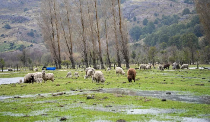 Plan Aysén Campo Vivo prioriza más de $4.500 millones para asegurar el acceso al agua en la agricultura regional