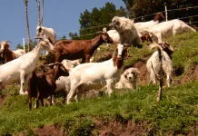 Programa de Fortalecimiento Caprino impulsa desarrollo productivo y derriba mitos sobre la crianza de cabras en Aysén
