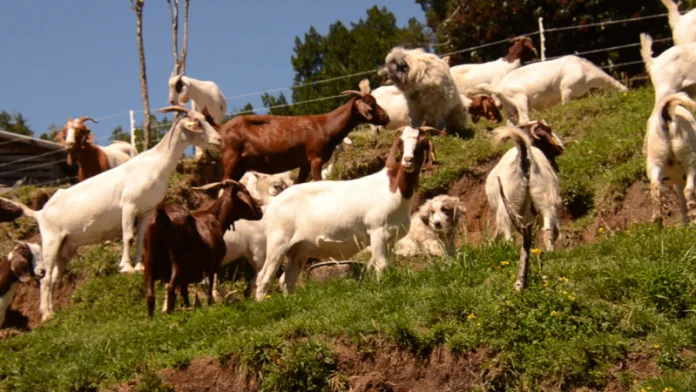 Programa de Fortalecimiento Caprino impulsa desarrollo productivo y derriba mitos sobre la crianza de cabras en Aysén