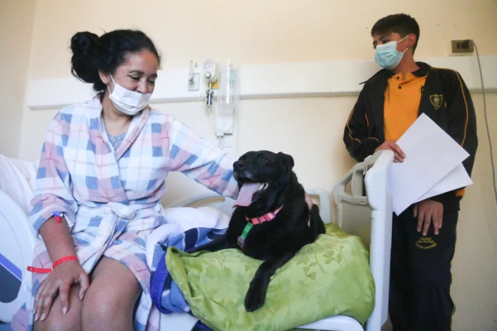 Un reencuentro que sana: hospitales públicos abren sus puertas para que mascotas visiten a sus humanos hospitalizados