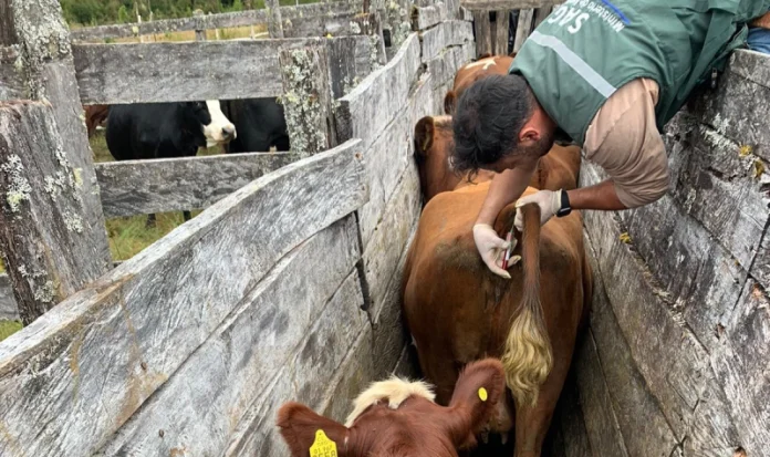 “Programa de Control Diarrea Viral Bovina registra importantes avances”