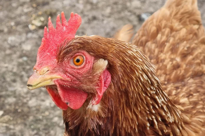 “SAG Aysén llama a reforzar medidas de bioseguridad en aves de traspatio”