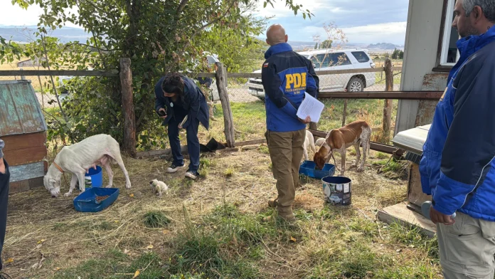 BIDEMA Aysén desarrolla diligencias por presunto caso de maltrato animal en Ñirehuao