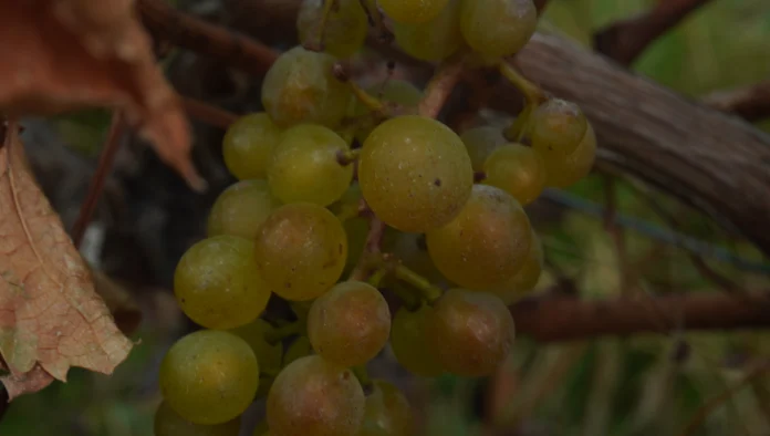 Chile Chico será sede de seminario y día de campo para potenciar la vitivinicultura en la Patagonia Aysén
