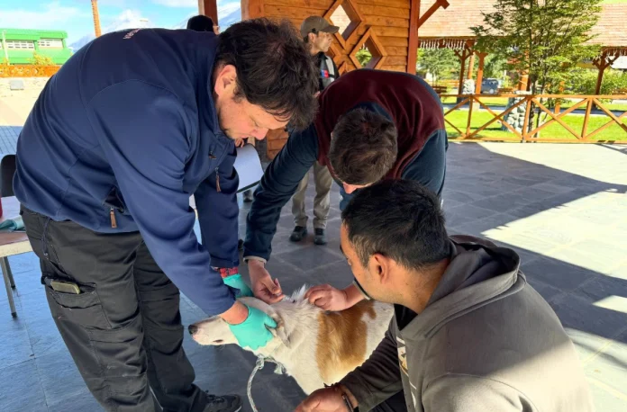 Salud registra aumento de atenciones médicas por mordeduras de perros