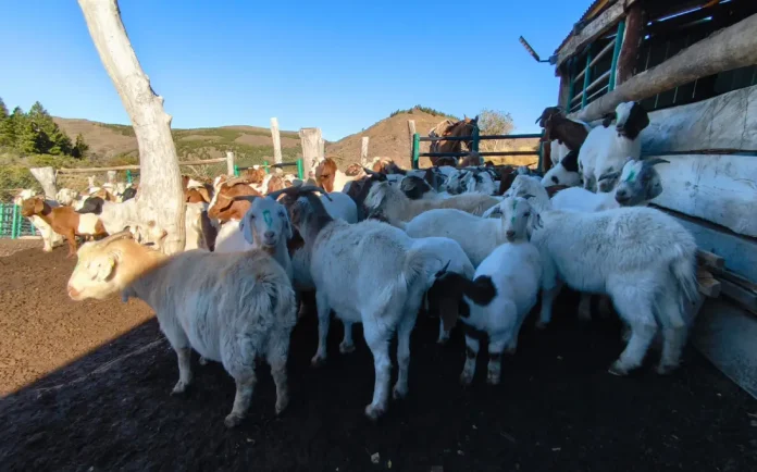 Productores caprinos de Aysén combaten el bocio con sales minerales gracias a innovador módulo tecnológico