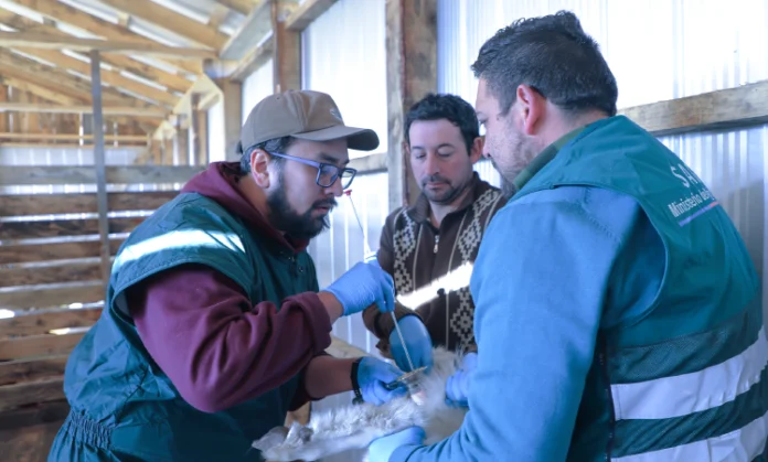 Inseminación artificial fortalece el mejoramiento genético caprino en Cochrane