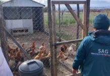 SAG Aysén realizó levantamiento de zonas bajo control sanitario por influenza aviar