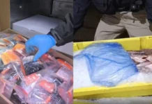 Contrabando de pesca ilegal: Caen 54 personas, incluidos carabineros y funcionarios públicos, por millonario fraude