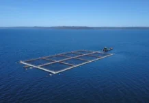 Exportaciones de salmón crecen durante el primer semestre impulsadas por mayor eficiencia y diversificación de mercados
