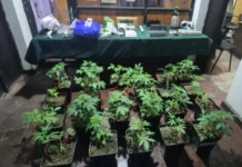 Trabajo coordinado entre autoridades y Carabineros permite importantes decomisos de drogas en la Región de Aysén