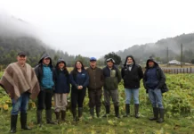 Ensayos en predios de productores entregan información para mejorar la recría bovina en la zona húmeda de Aysén