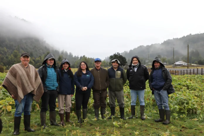 Ensayos en predios de productores entregan información para mejorar la recría bovina en la zona húmeda de Aysén