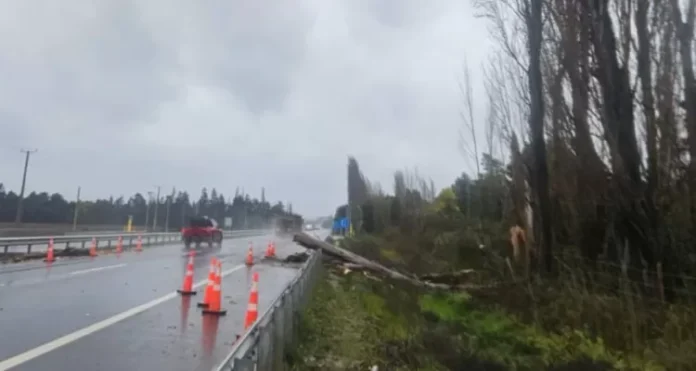Hombre muere tras caída de árbol mientras despejaba ruta por sistema frontal en Negrete